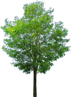 leafy tree