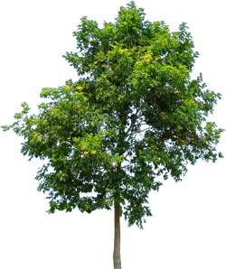 leafy tree