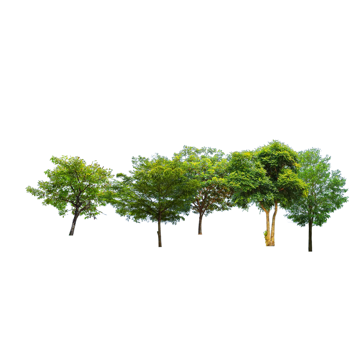 trees
